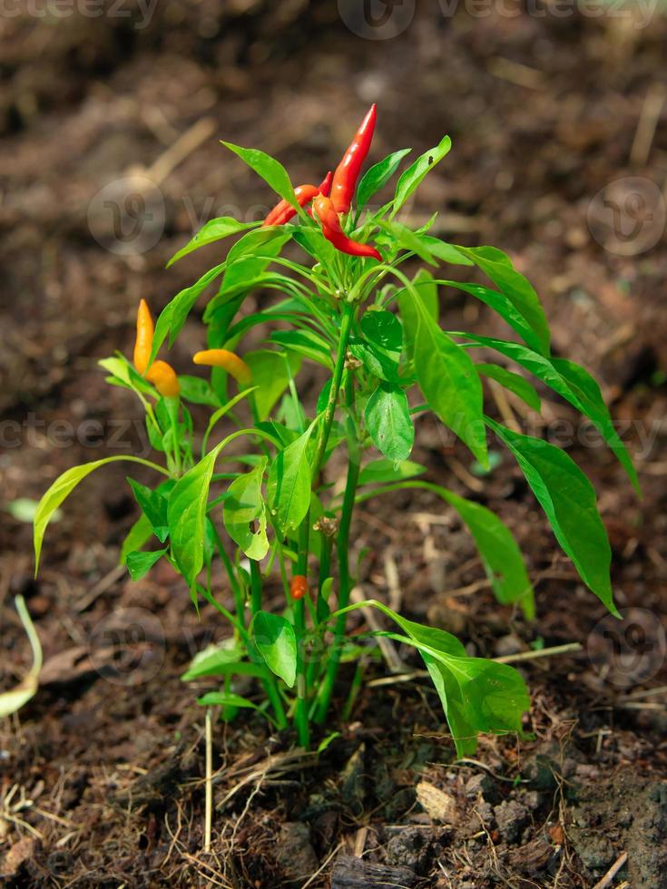 chili peppar växande i natur på träd i organisk bruka i thailand. foto