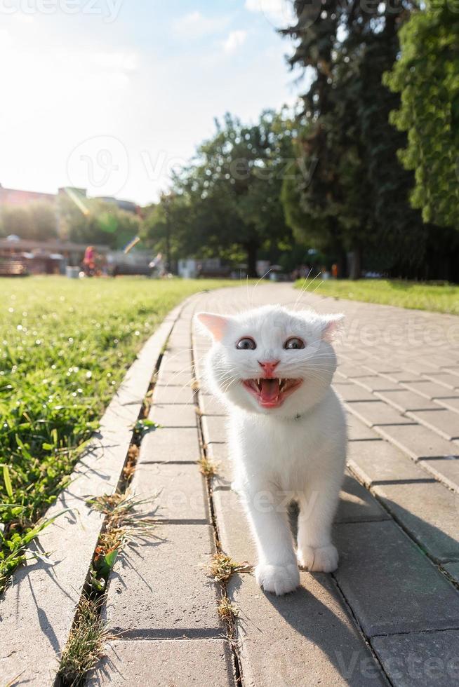 kattunge leende i de parkera foto