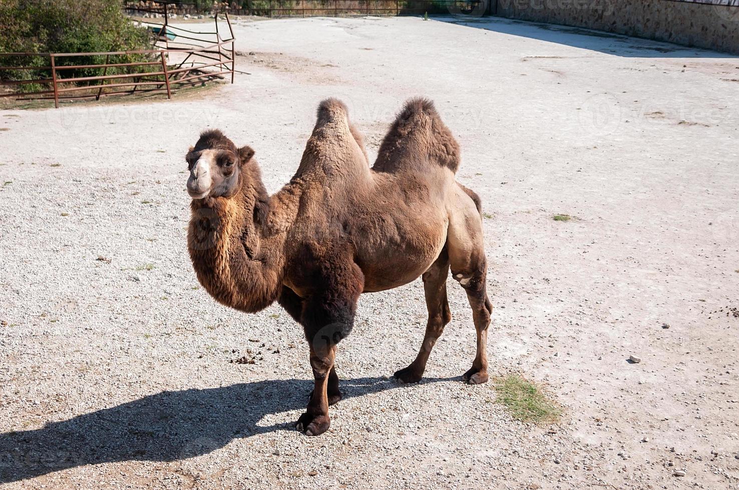baktrisk kamel camelus bactrianus foto
