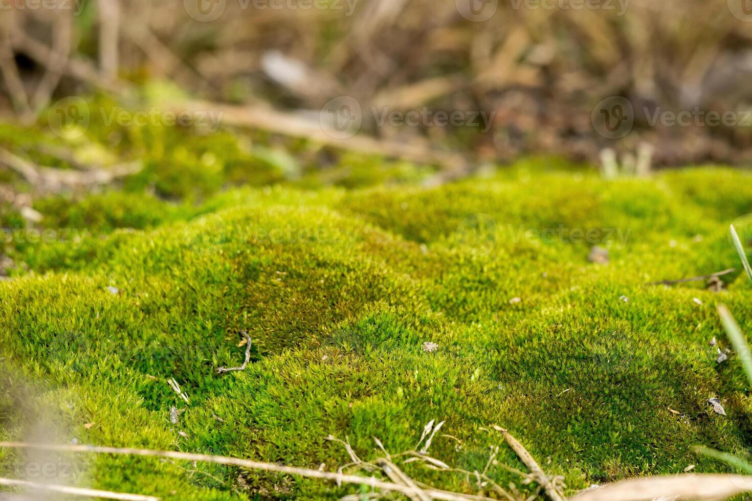 grön mossa makro foto