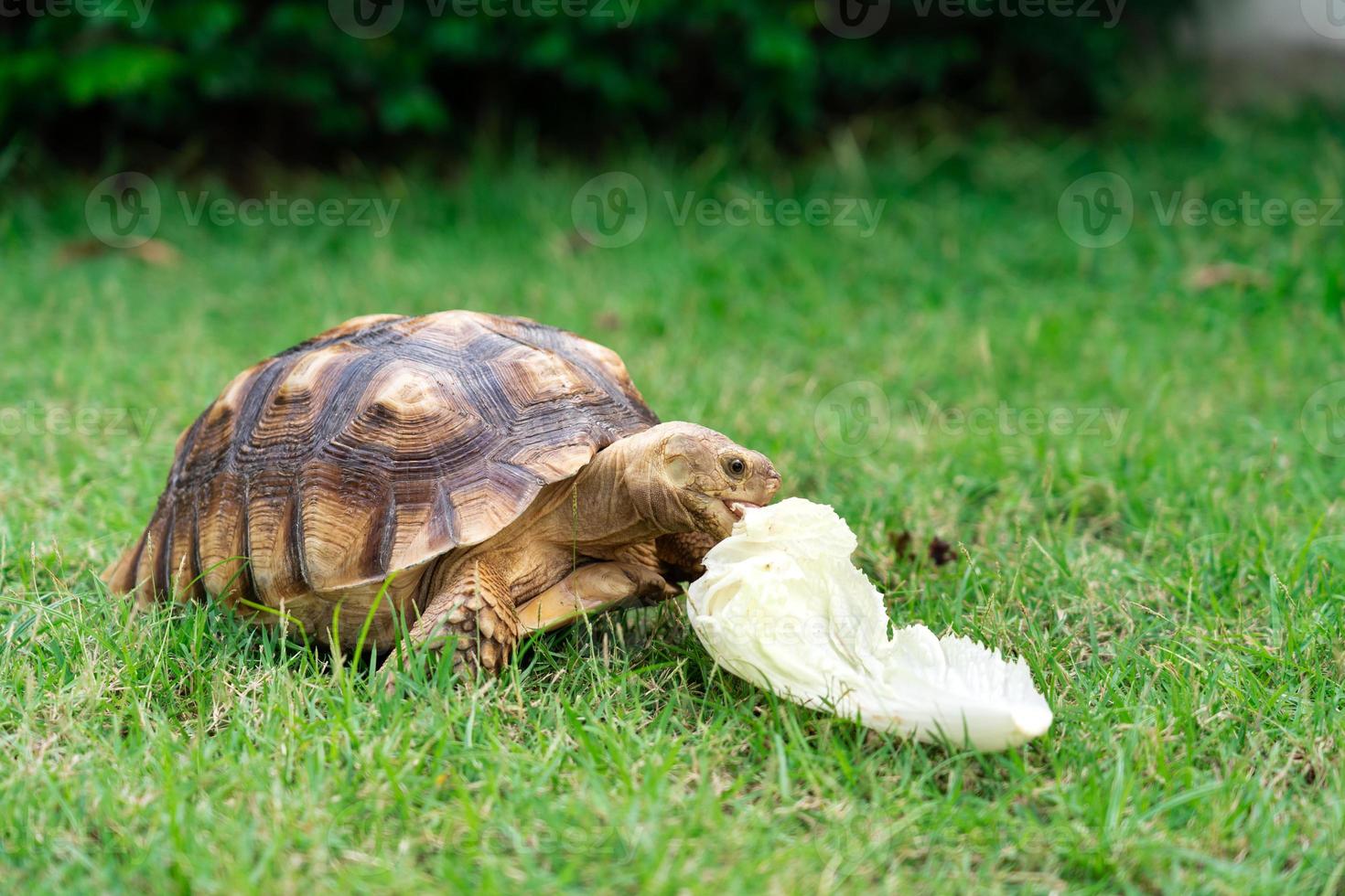 sköldpadda äter en blad av vegetabiliska eller gräs på en grön bakgrund. djur- matning centrokelys sulcata foto