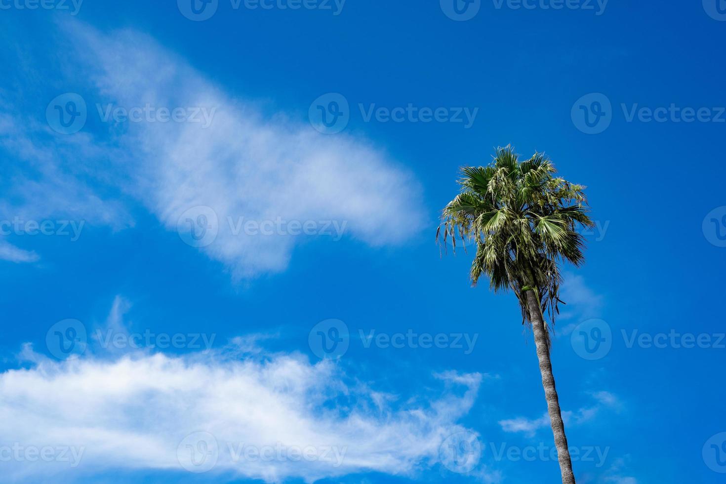 handflatan träd mot himmel med moln los angeles foto