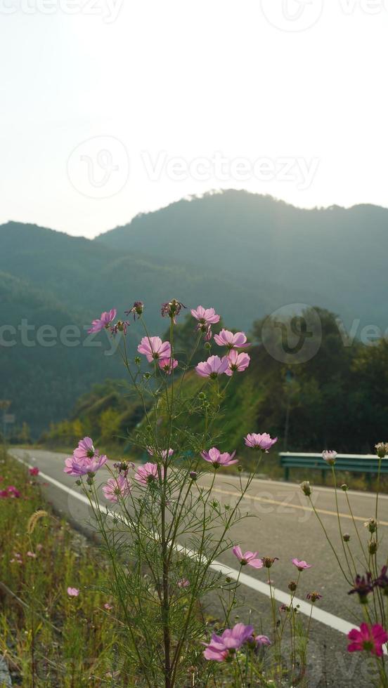 de skön landsbygden se med de Söt blommor blomning längs de väg i de landsbygden av de Kina foto