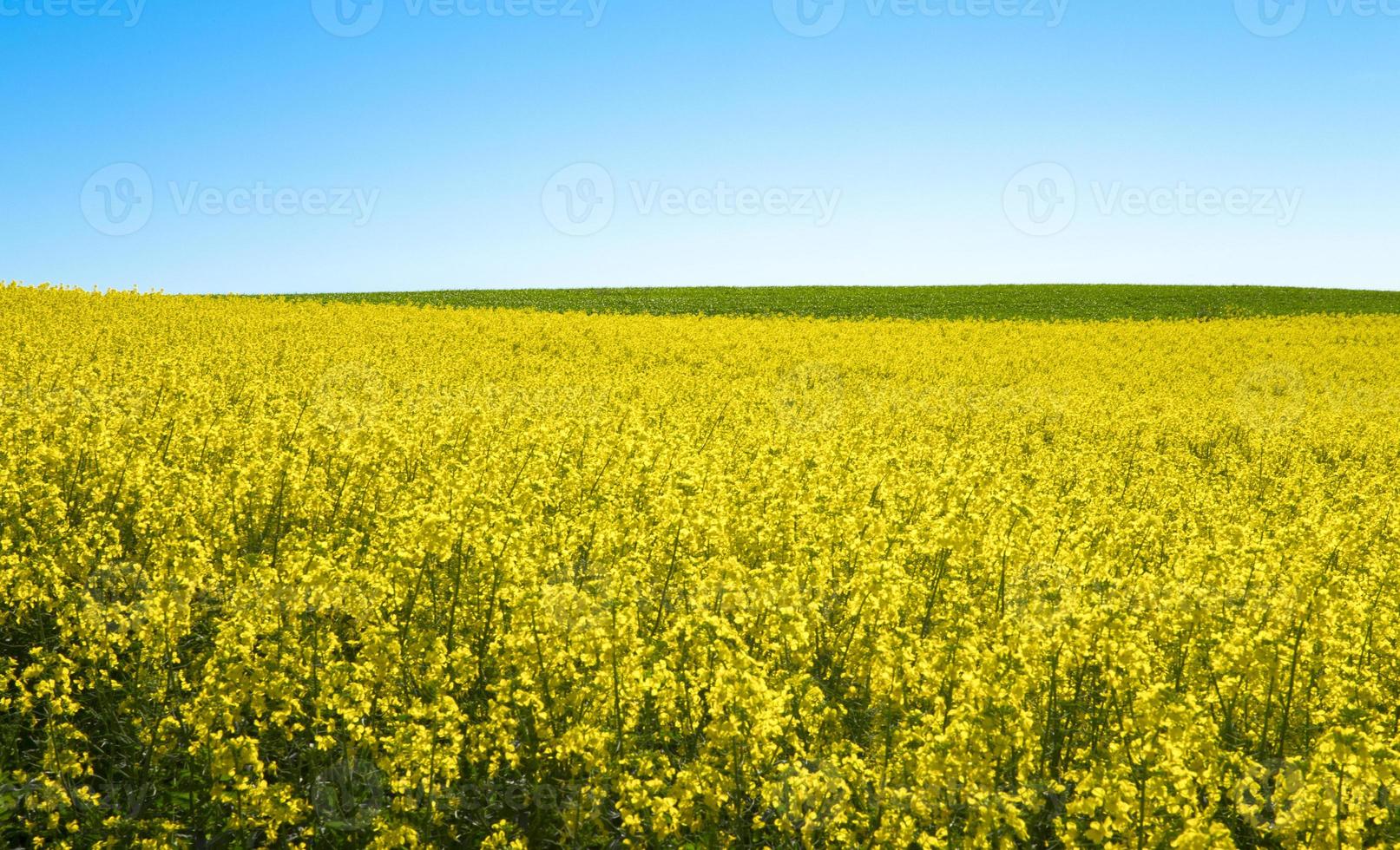 raps- och vetefält under en klarblå himmel foto