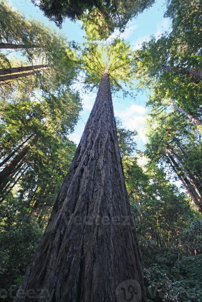 kalifornien redwood skog foto