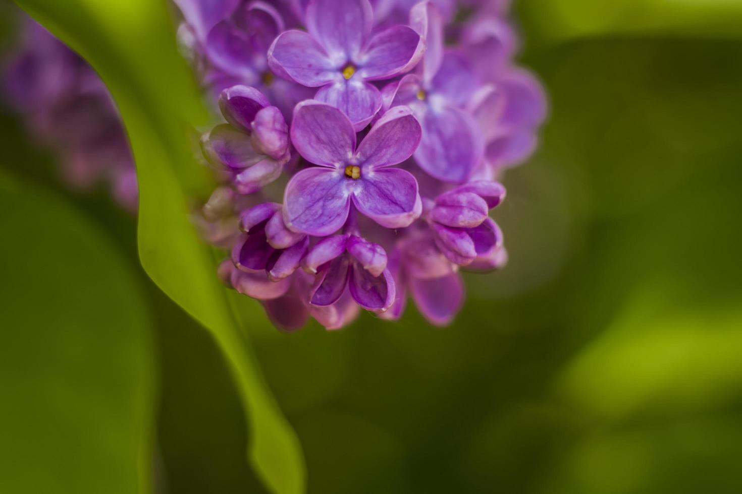 skön och doftande lila i de trädgård. en närbild med en kopia av de Plats, skott på en makro med en bakgrund fläck för de tapet som de bakgrund. naturlig tapet. selektiv fokus. foto