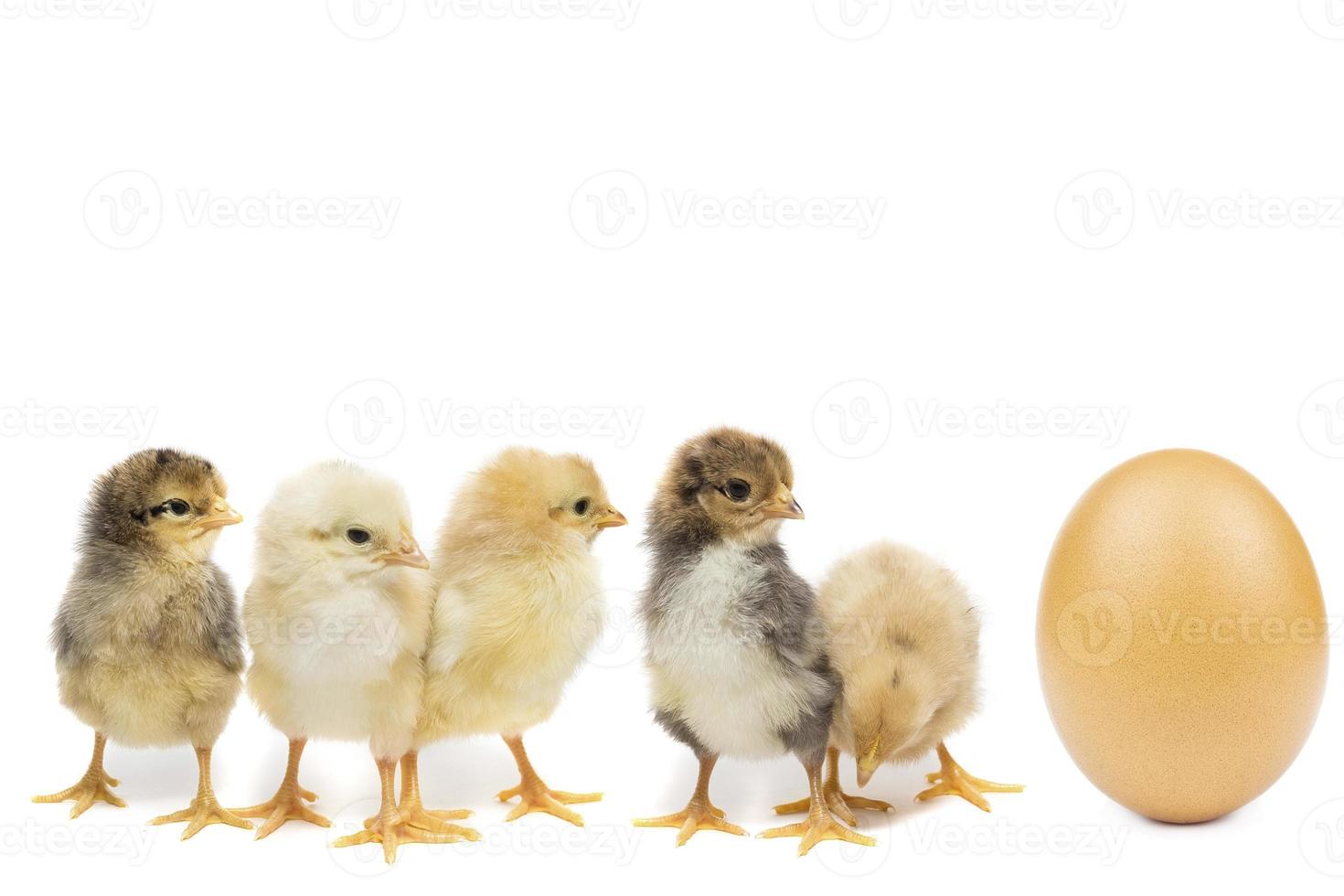 kyckling ägg på vit bakgrund foto