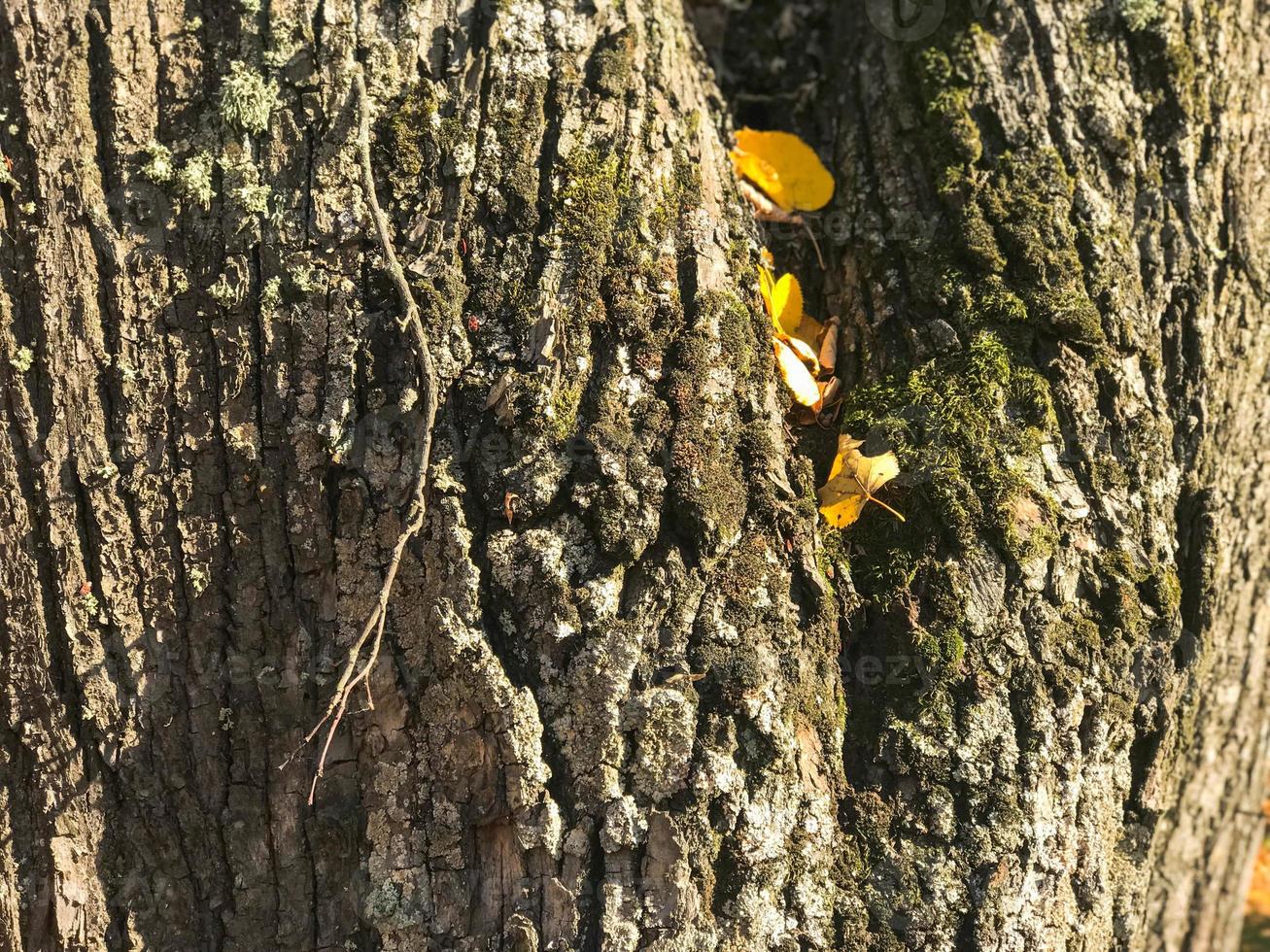 textur av vedartad naturlig mörk bark med mossa och sprickor och gul löv. de bakgrund foto