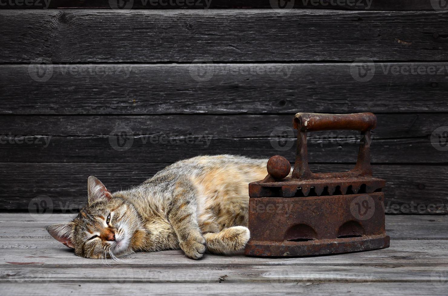 en tjock katt är belägen Nästa till en tung och rostig gammal kol järn på en trä- yta foto