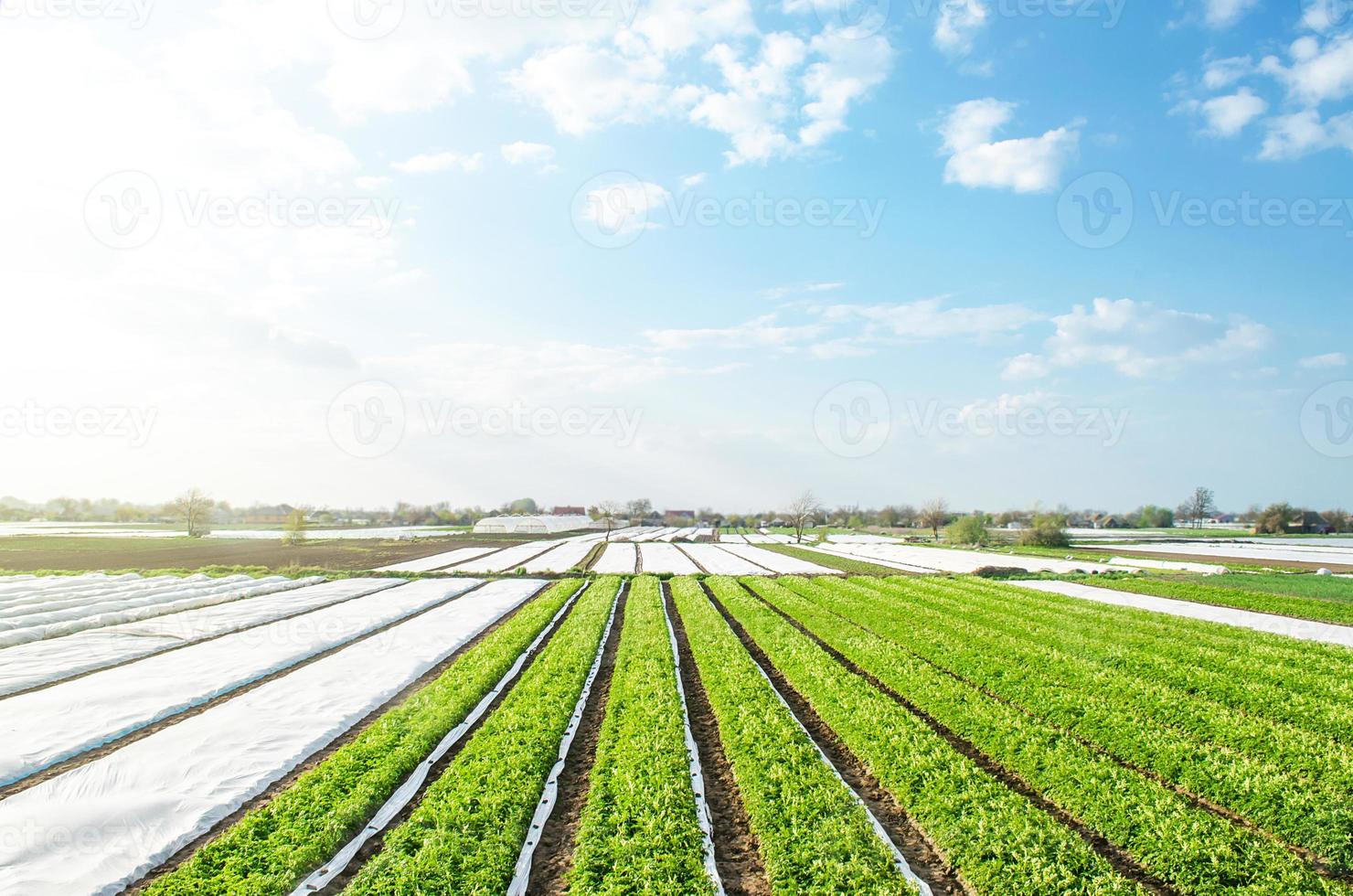 bruka potatis plantage fält på en solig dag. lantbruk jordbruksnäring. växande grönsaker mat. jordbruks sektor av de ekonomi. använda sig av spunbond agrofiber teknologi till skydda beskära från kall väder foto