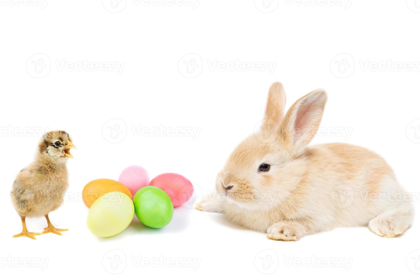 kanin kyckling ägg vit bakgrund foto
