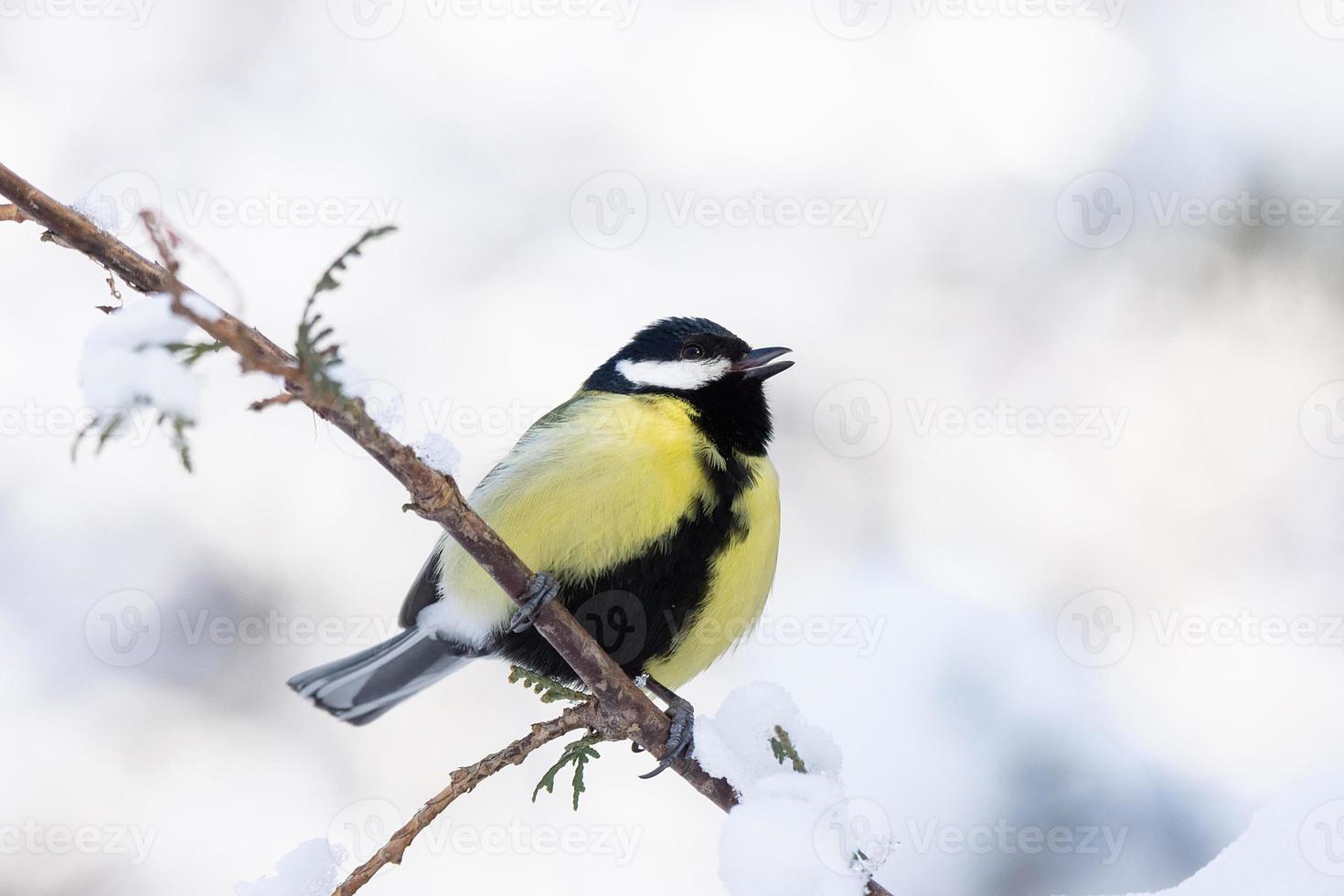 de fågel parkera i vinter- foto