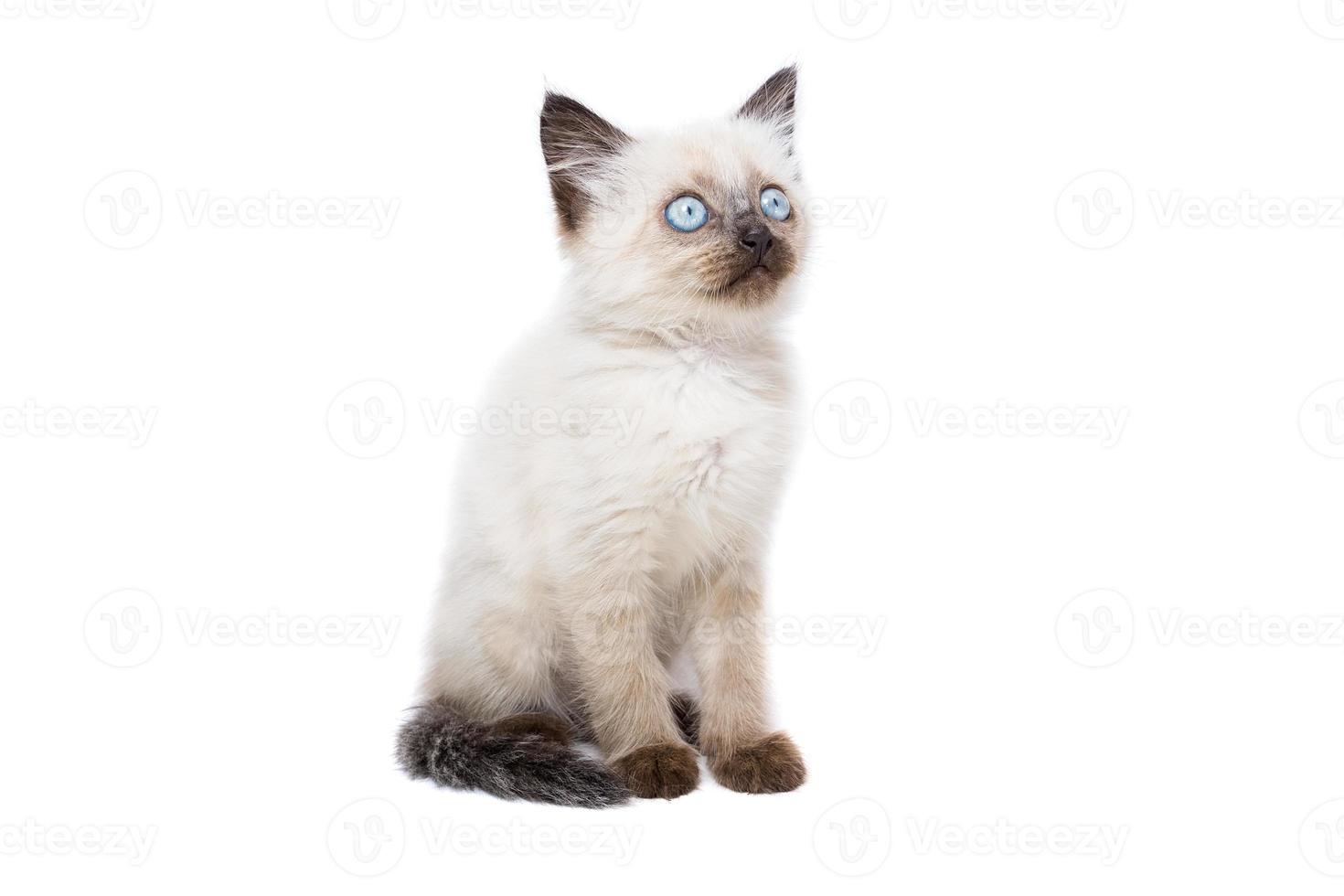 kattunge på en vit bakgrund foto