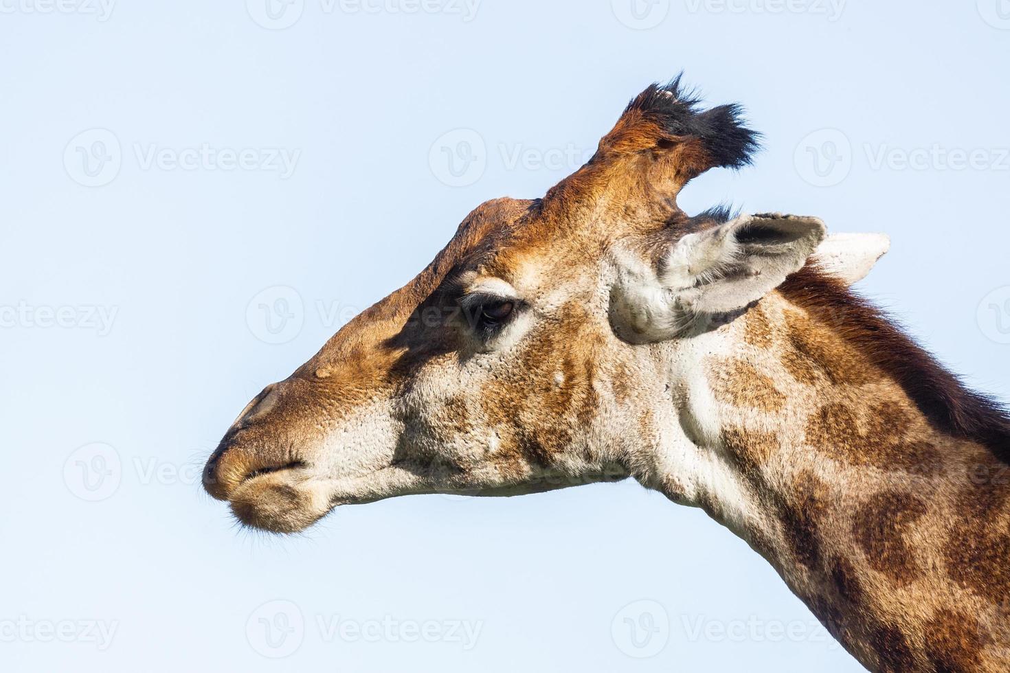 porträtt av en giraff foto