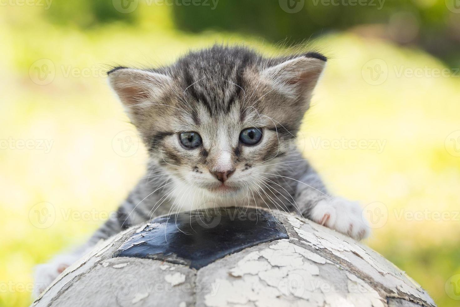 kattunge med en fotboll boll foto