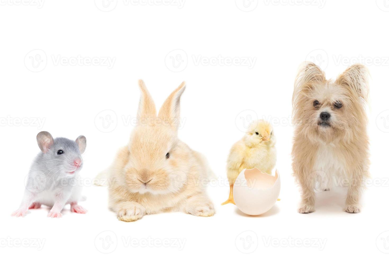 djur på isolerat vit bakgrund foto