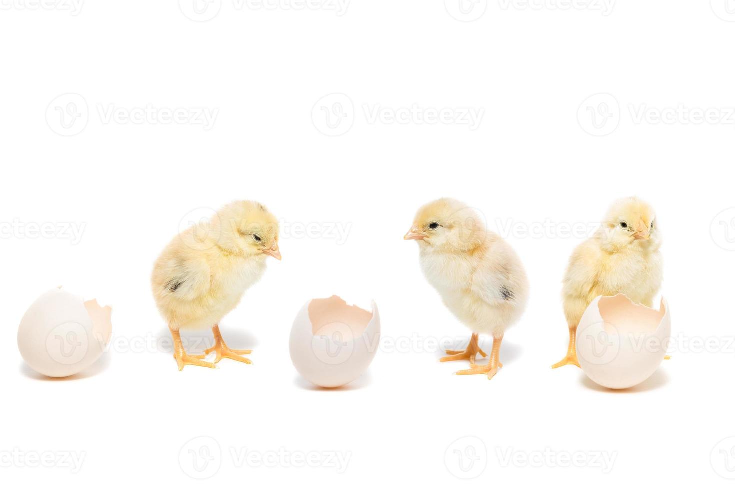 kyckling på vit bakgrund foto