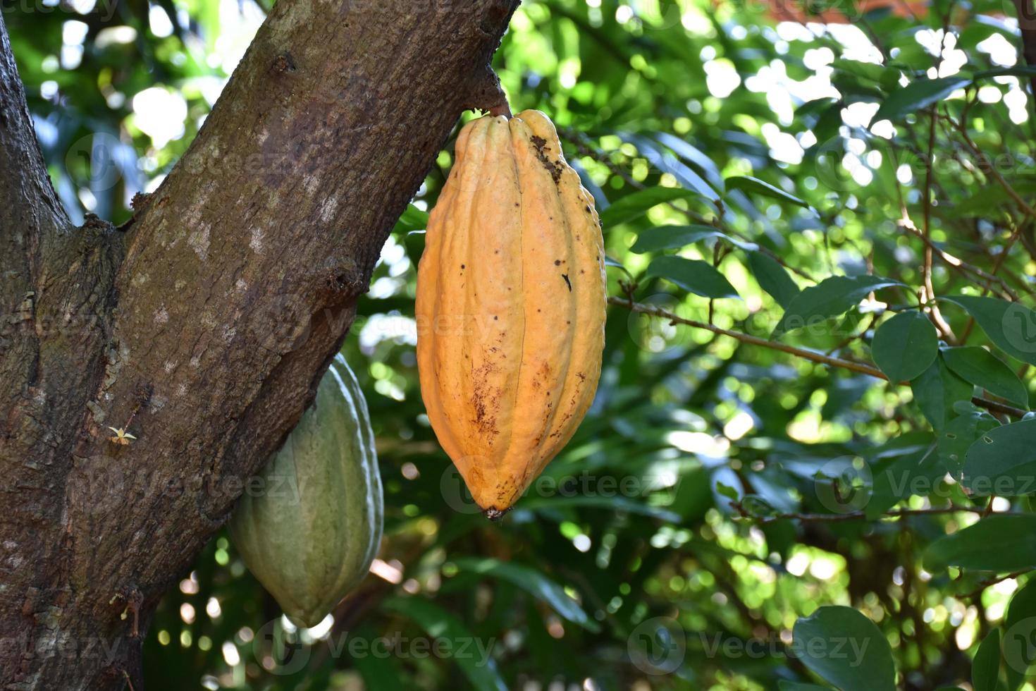 mogen kakao frukt på kakao träd som är nästan till vara skörd, mjuk och selektiv fokus. foto