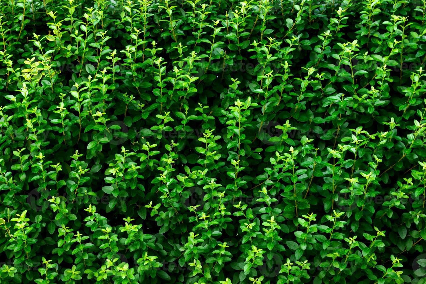 grön löv bakgrund. texturerad små löv vägg foto