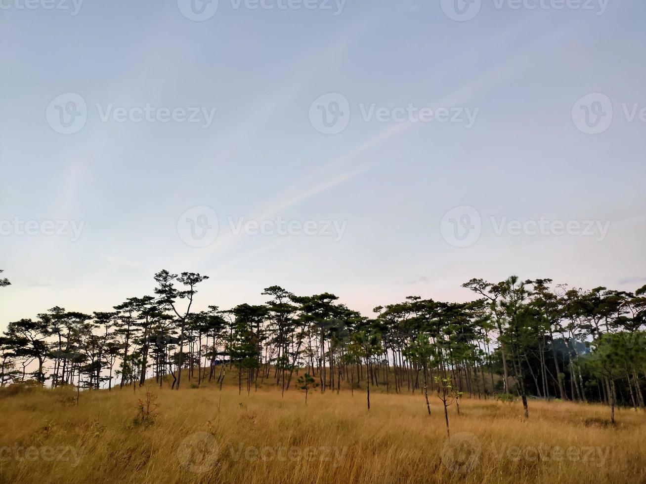 lantlig landskap med en väg, träd och ängar på kullar, blå himmel och trevlig värma solsken foto