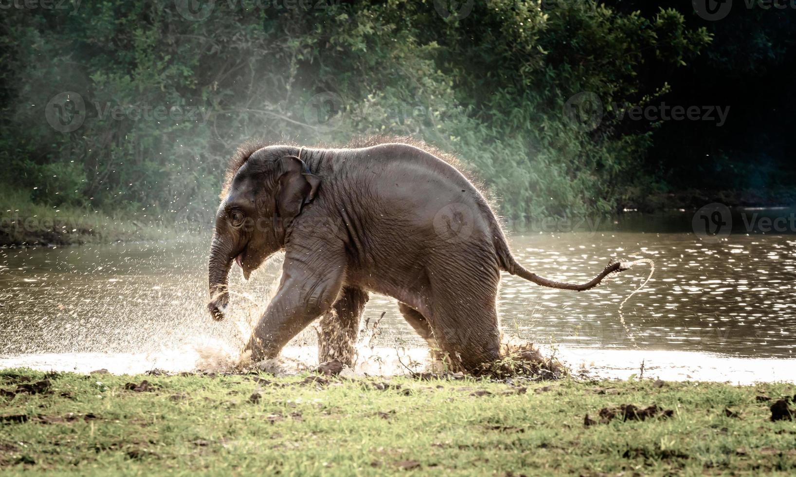 Lycklig av bebis elefant njuter spela vatten i de träsk. foto