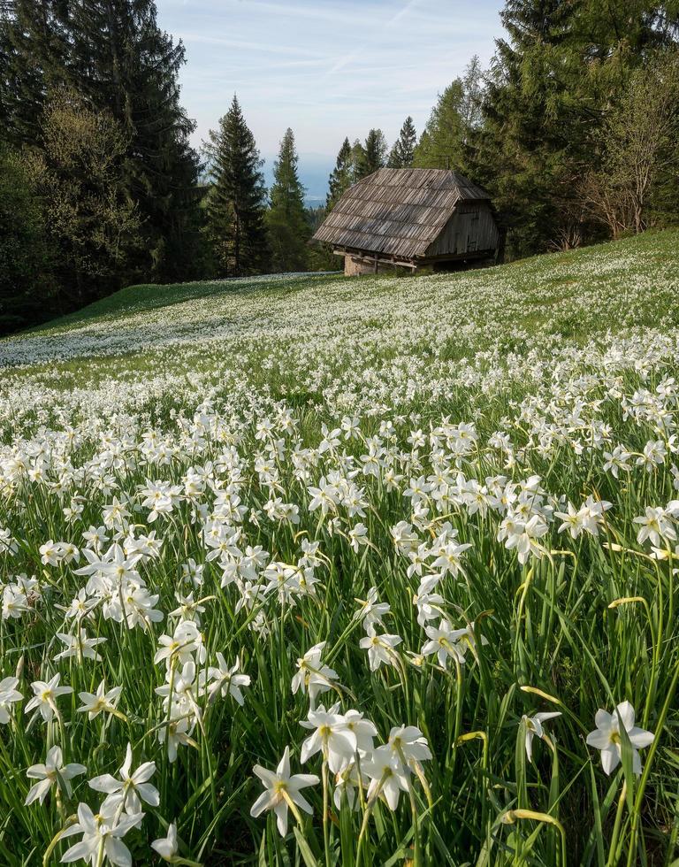 landskap med påskliljor foto