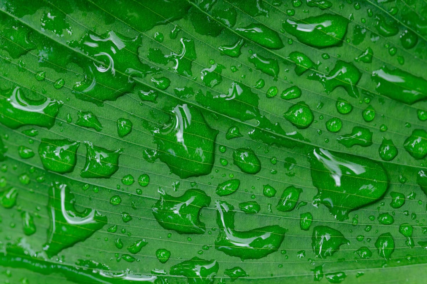 vattendroppar på grönt blad foto