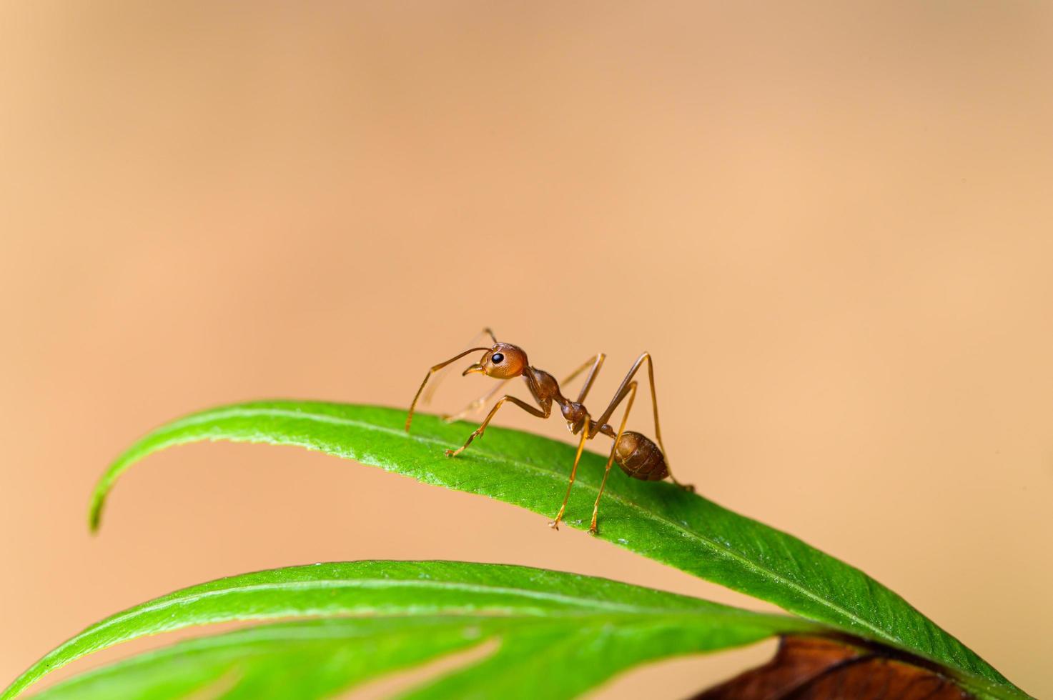 röd myra på ett blad foto