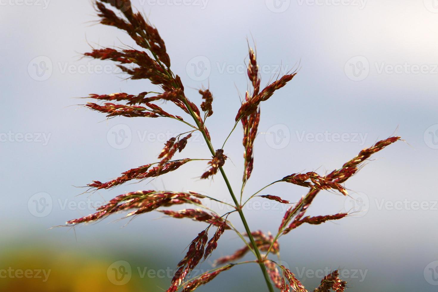 fält spikelets naturlig torkades blommor 80 centimeter hög. foto