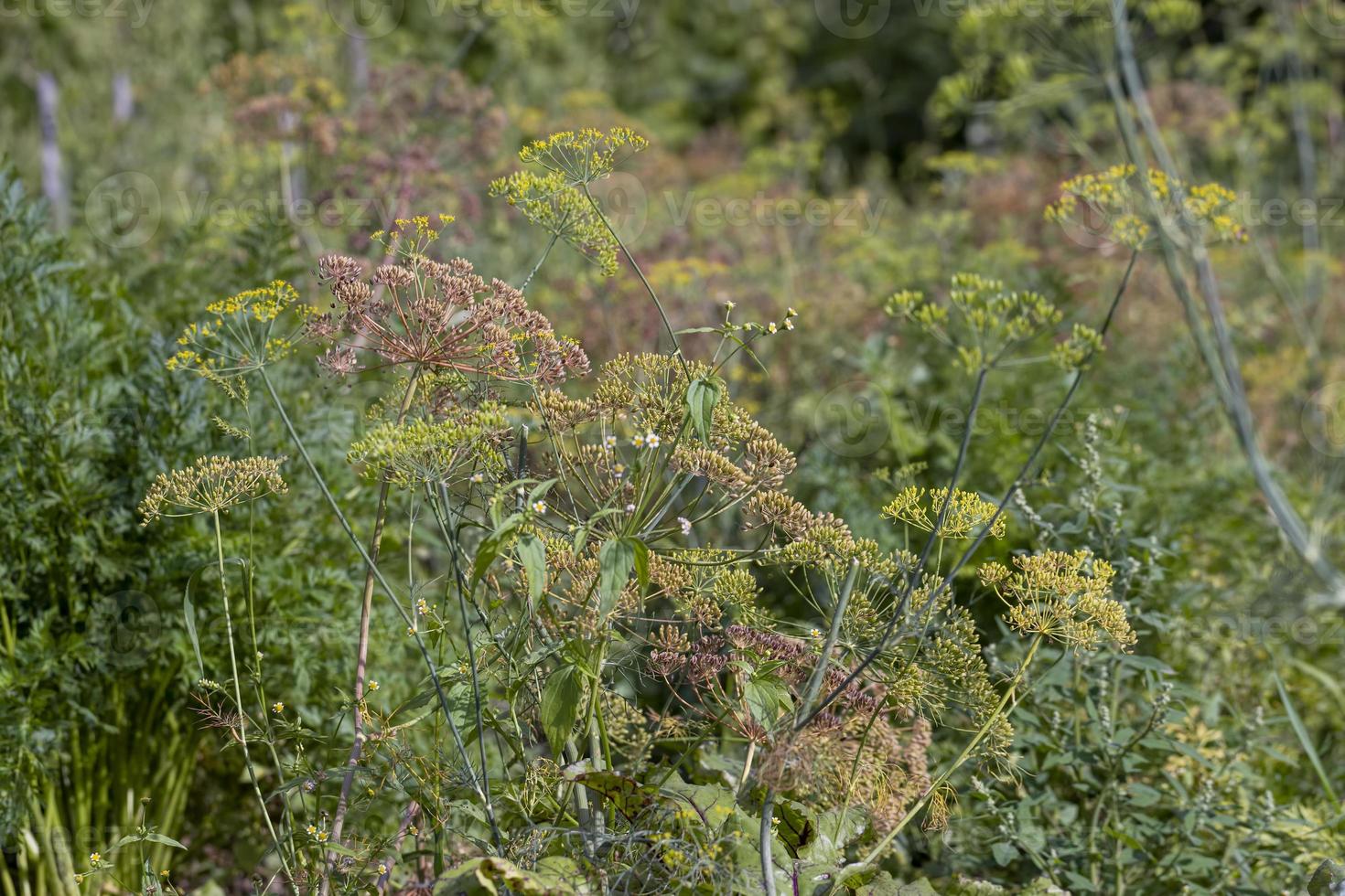 växande grön dill i de fält, växande grön dill för använda sig av som kryddor foto