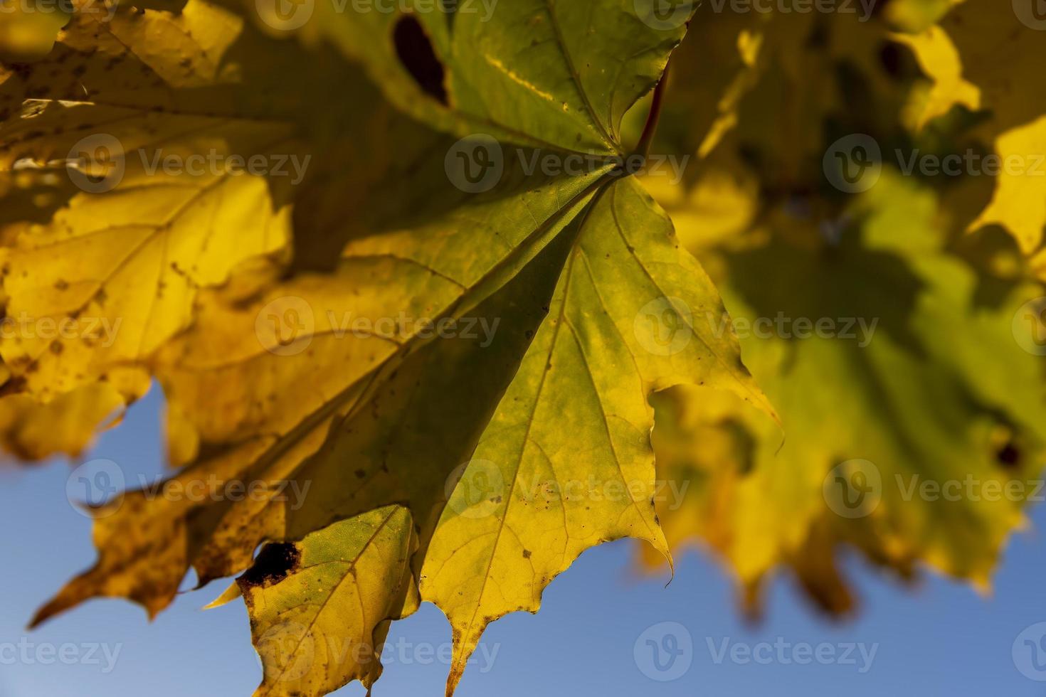 lönn träd lövverk i höst foto