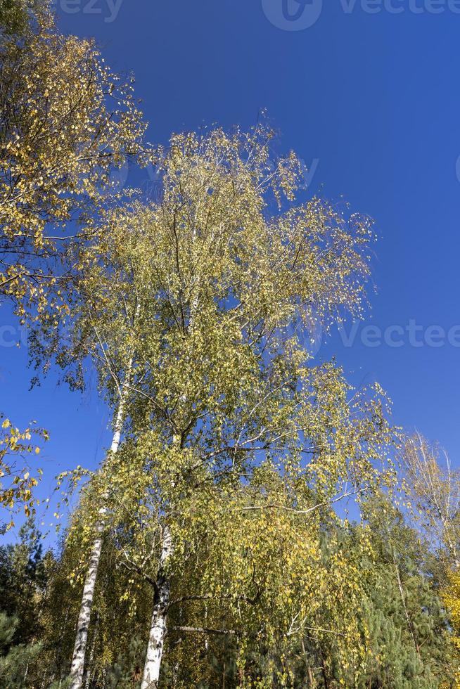 solig höst väder i en björk skog med en blå himmel foto