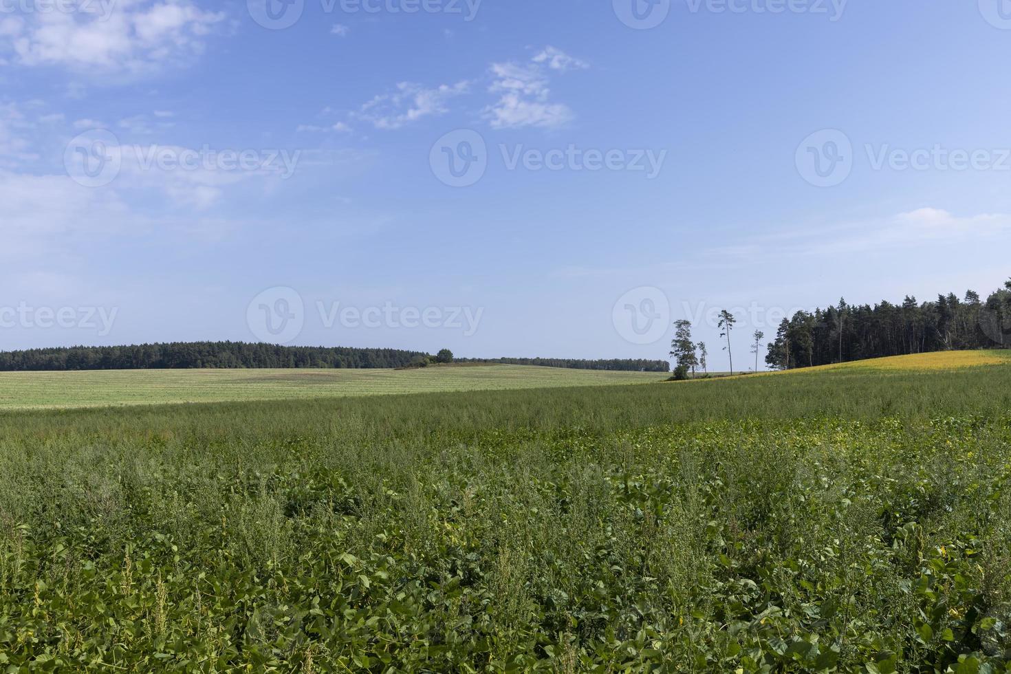 avskogning för timmer skörd , skog foto