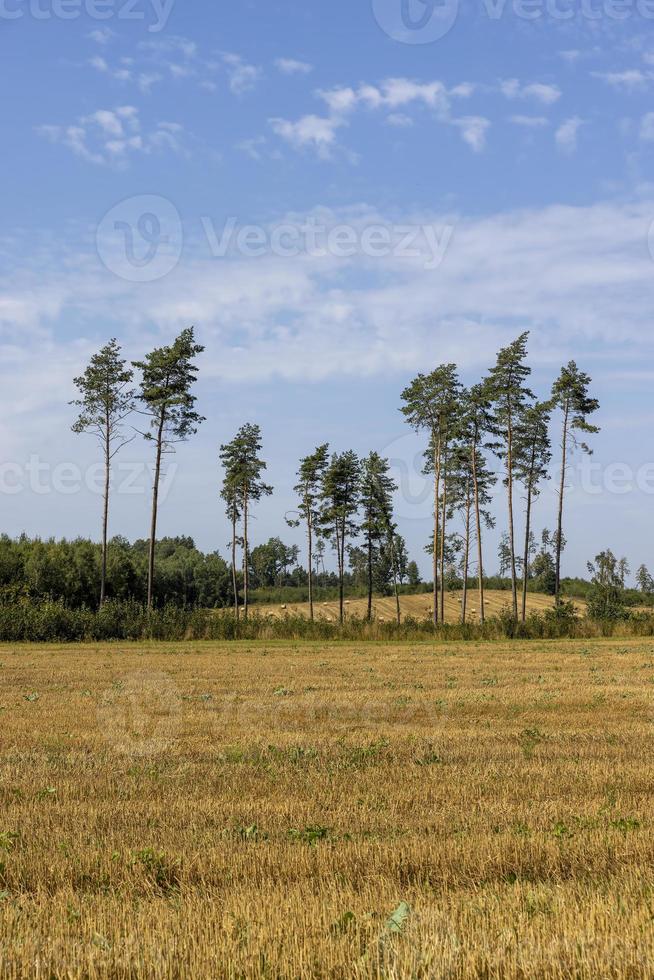 avskogning för timmer skörd , skog foto