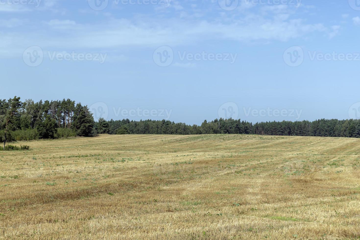 en fält med spannmål i de sommar foto