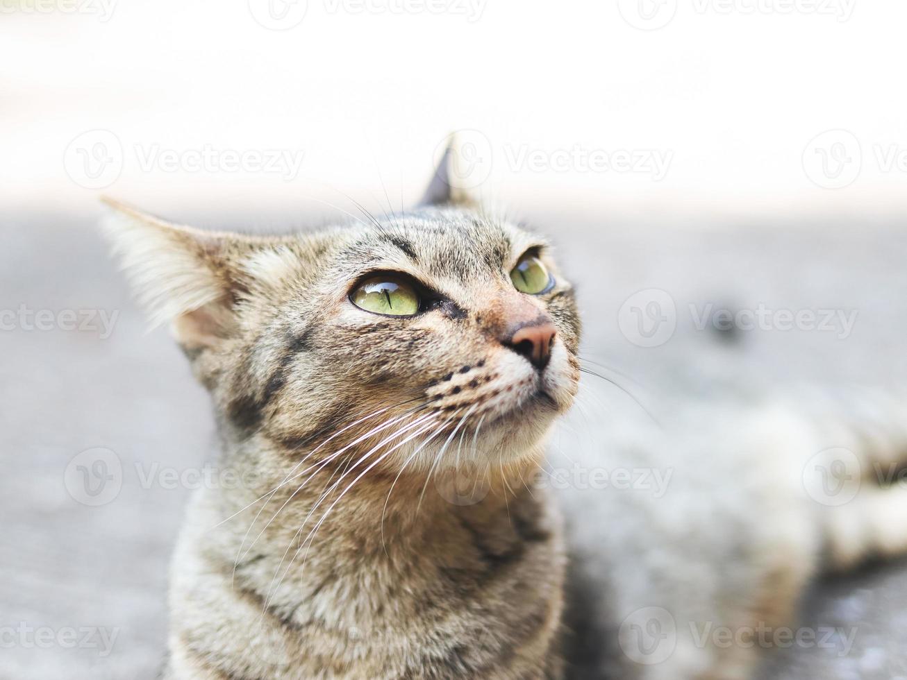 grå katt liggande ner på cement golv och ser upp. foto