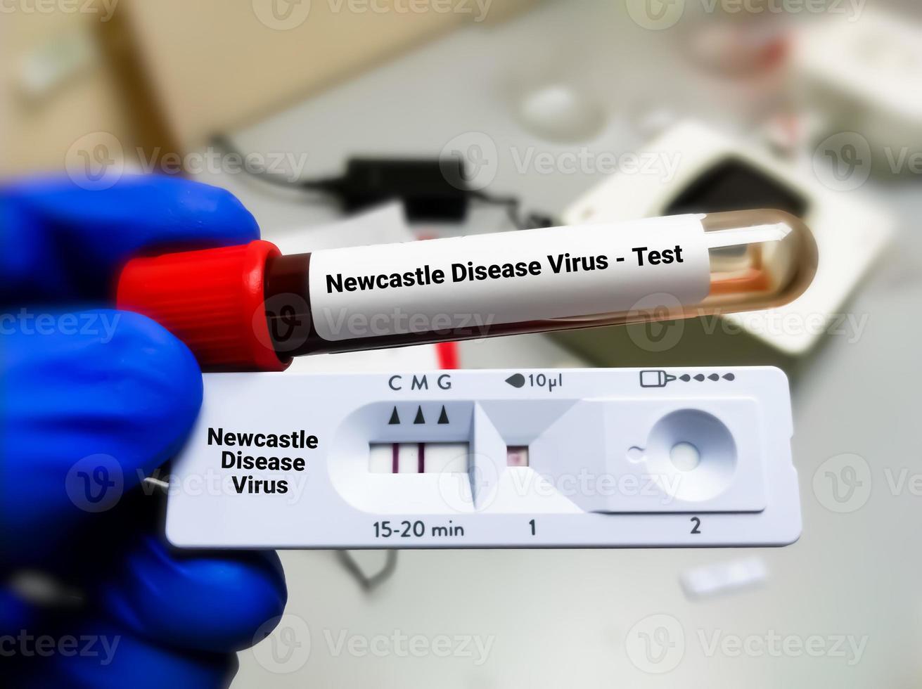 forskare håll blod prov rör och snabb testa kassett testa ndv eller Newcastle sjukdom virus testa, infektion av inhemsk fjäderfän och Övrig fågel arter foto