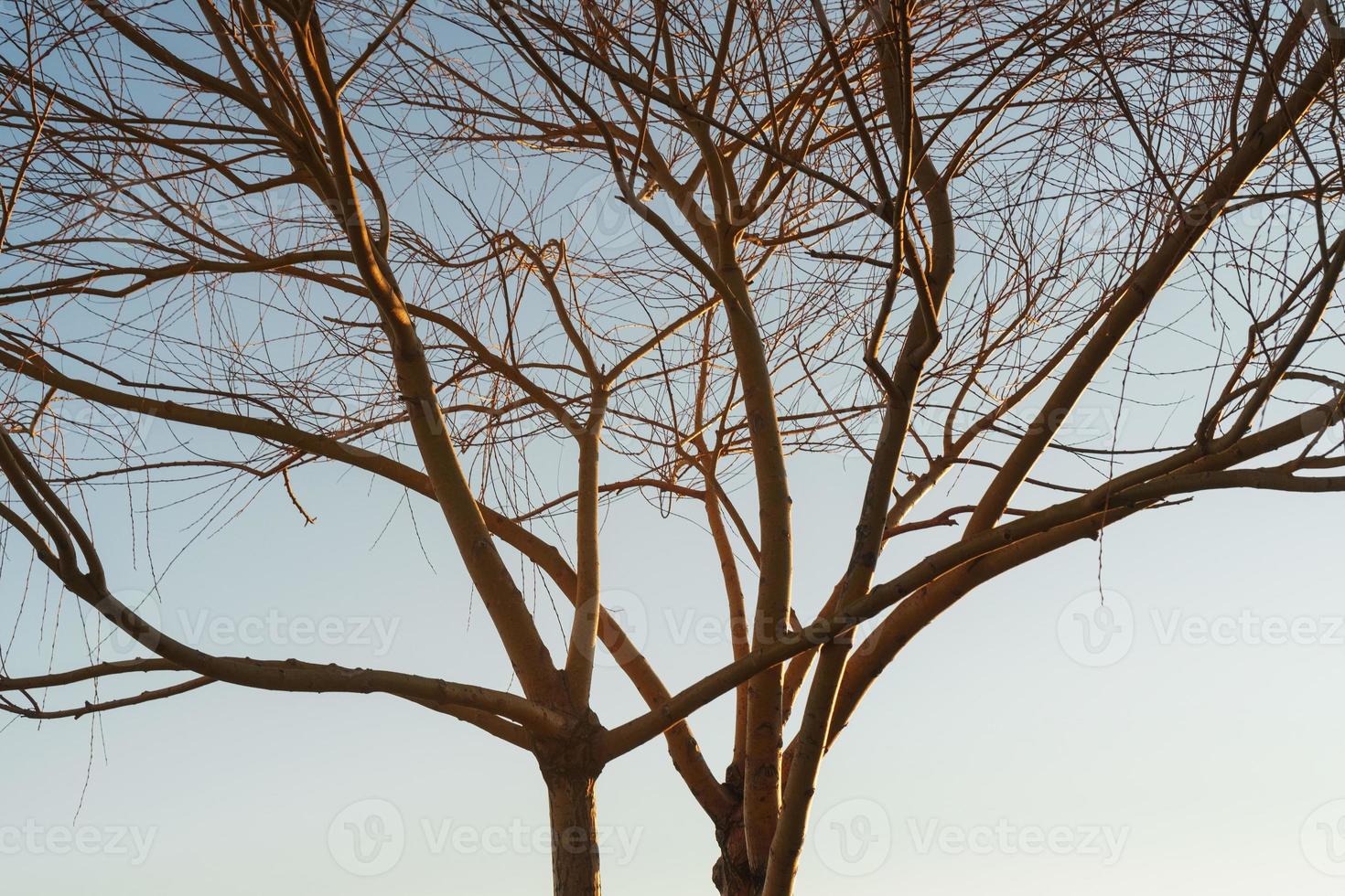grenar utan löv av en graciös träd mot de bakgrund av en blå solnedgång himmel. foto