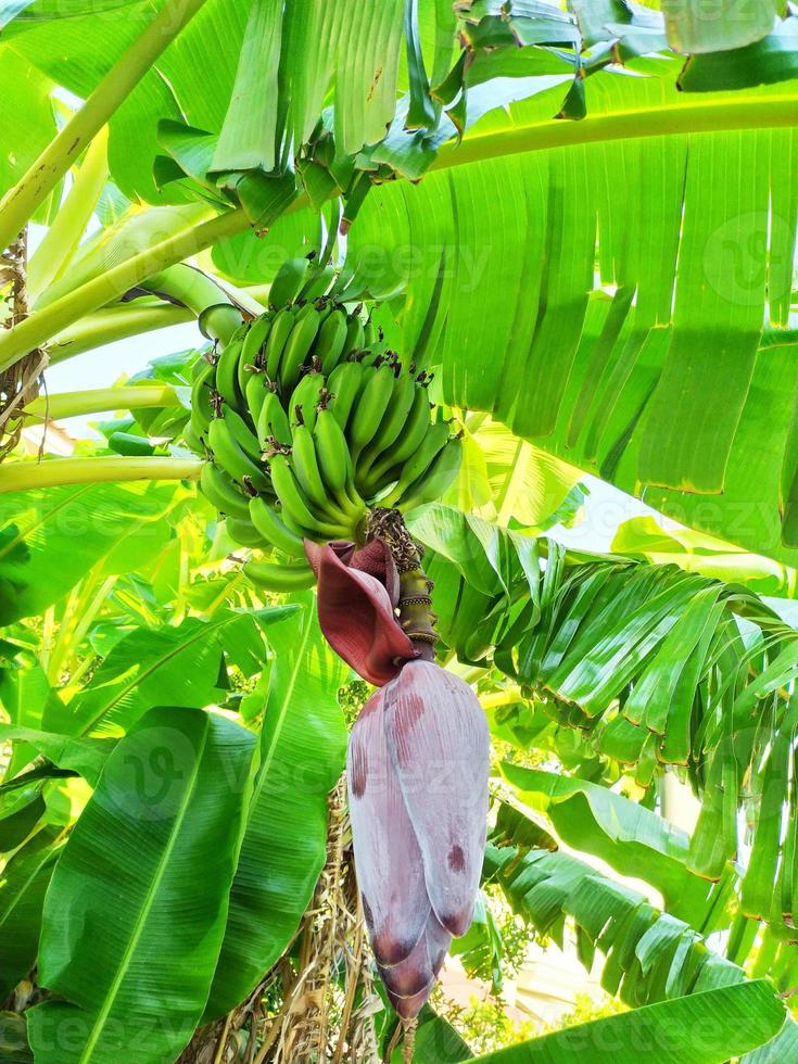 en gren av grön bananer på en träd i de tropikerna foto