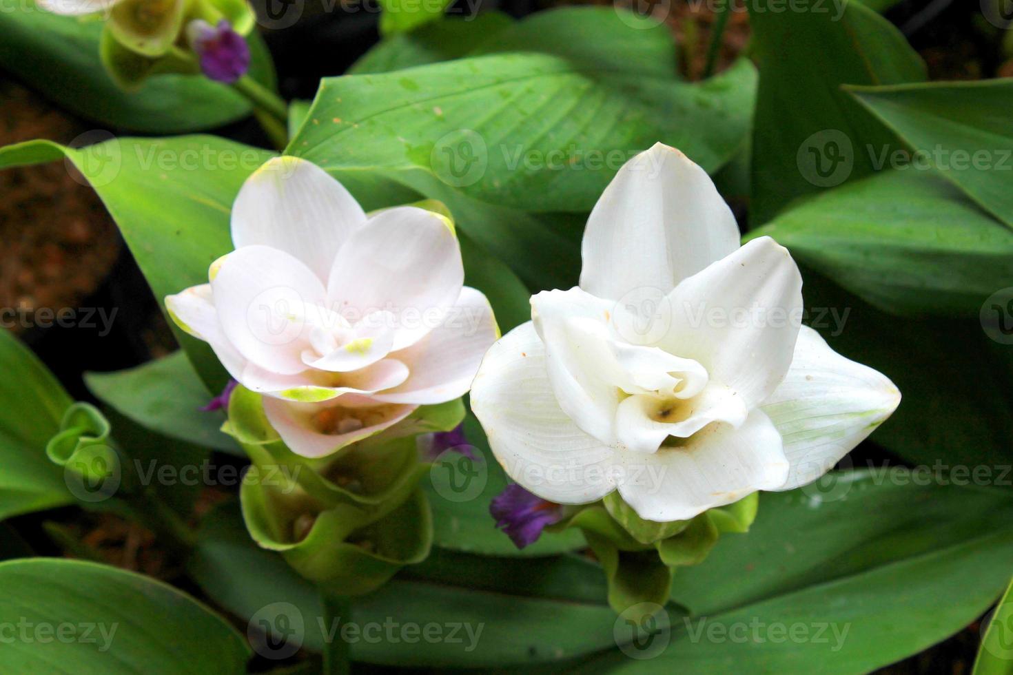 vit siam tulpan blommor är kallad krachai blomma , gurkmeja sessilis blommor fält är blomning i regnig säsong på de berg skön landskap. foto