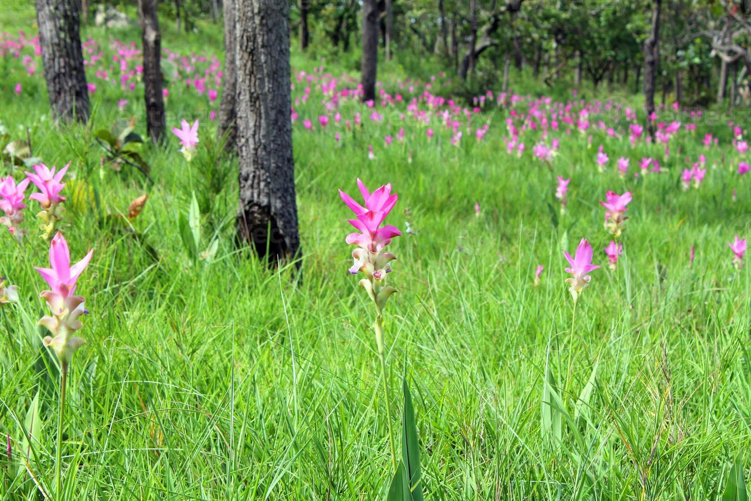 rosa siam tulpan blommor är kallad krachai blomma , gurkmeja sessilis blommor fält är blomning i regnig säsong på de berg skön landskap. foto