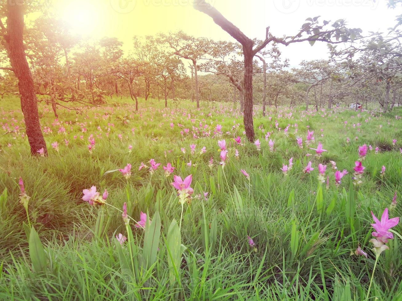 rosa siam tulpan blommor är kallad krachai blomma , gurkmeja sessilis blommor fält är blomning i regnig säsong på de berg skön landskap. foto