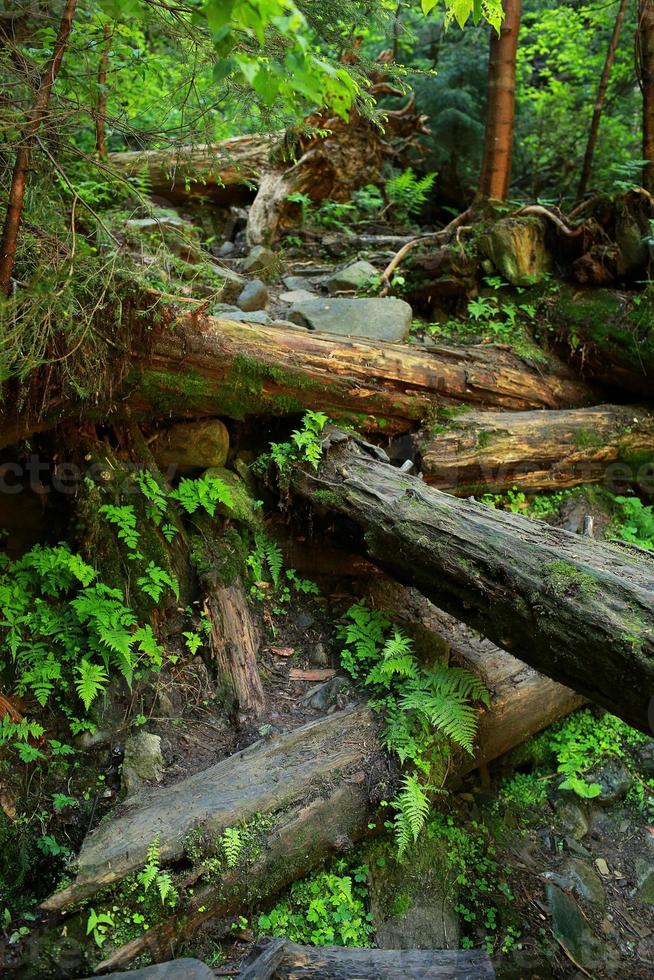 mossan täckta stenar och fallna träd en gammal skog. nedfallna träd i skogen täckt med mossa foto