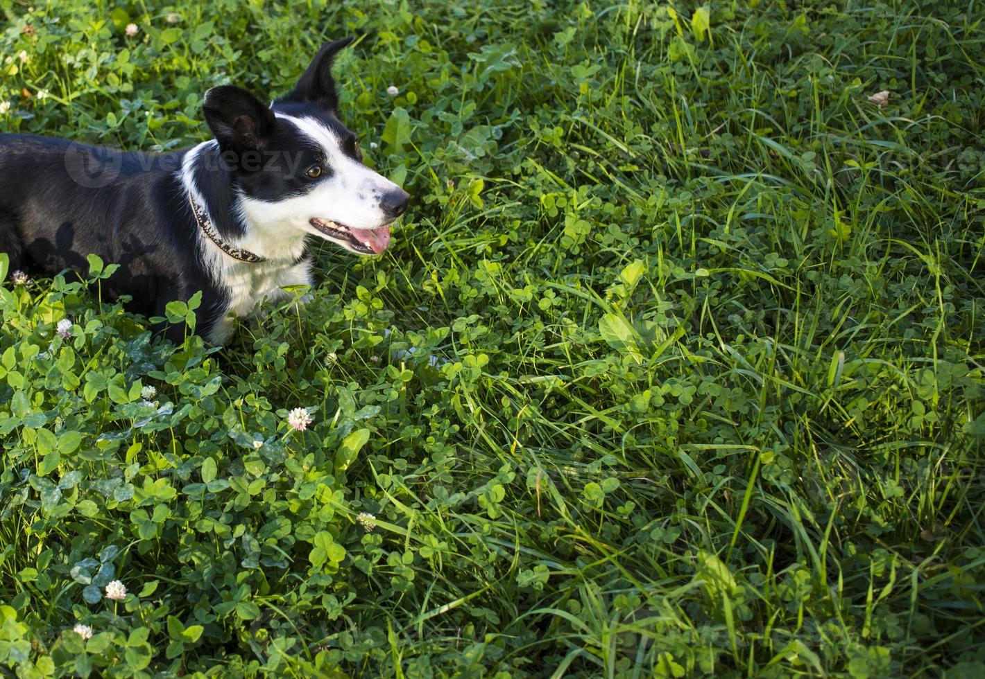 hund är liggande i gräs i parkera. de ras är gräns collie. bakgrund är grön. baner med kopia Plats foto