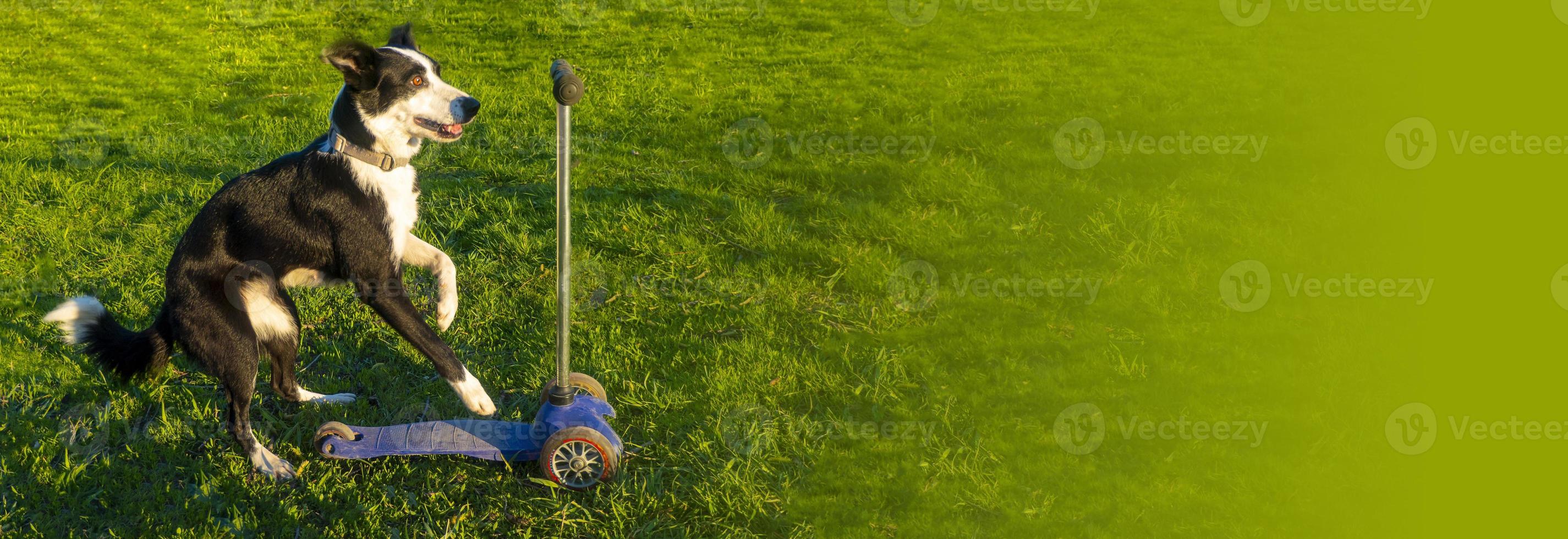 små vit hund körning en skoter och stående. söt hund rider en skoter foto