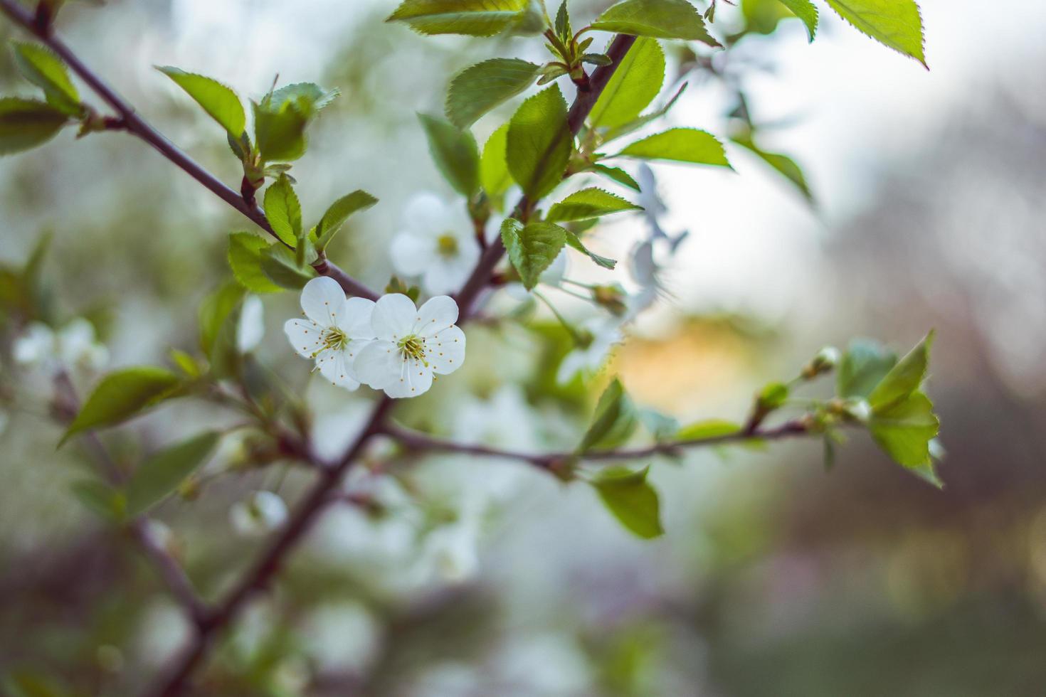 vita vackra körsbärsblommor foto
