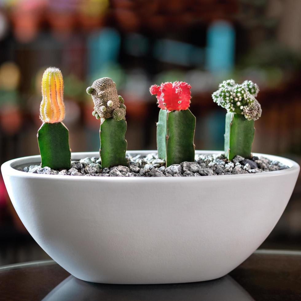 vackert litet terrarium med suckulenter foto