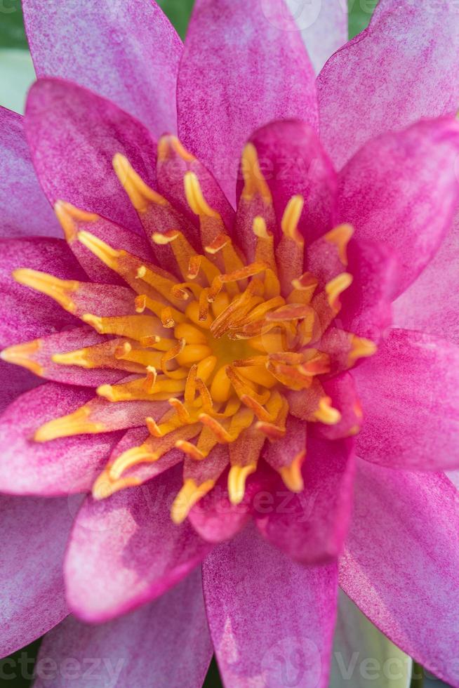 vacker rosa lotus foto