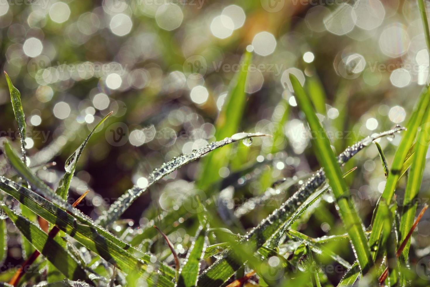 vattendroppar på gräset suddig naturlig bakgrund foto