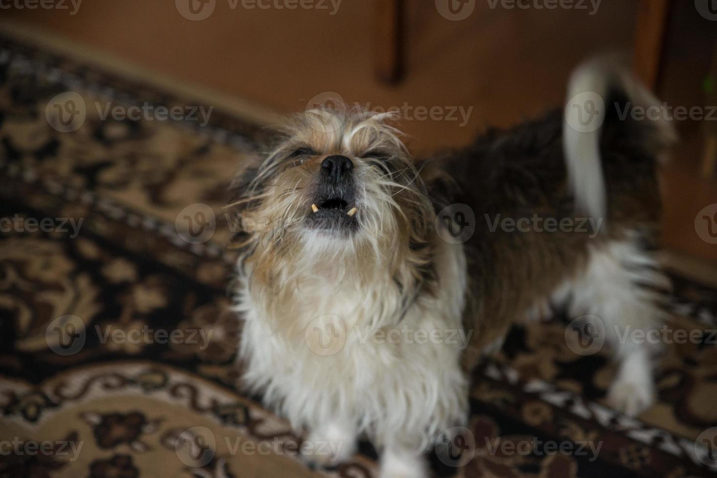 söt havanese hund är foto